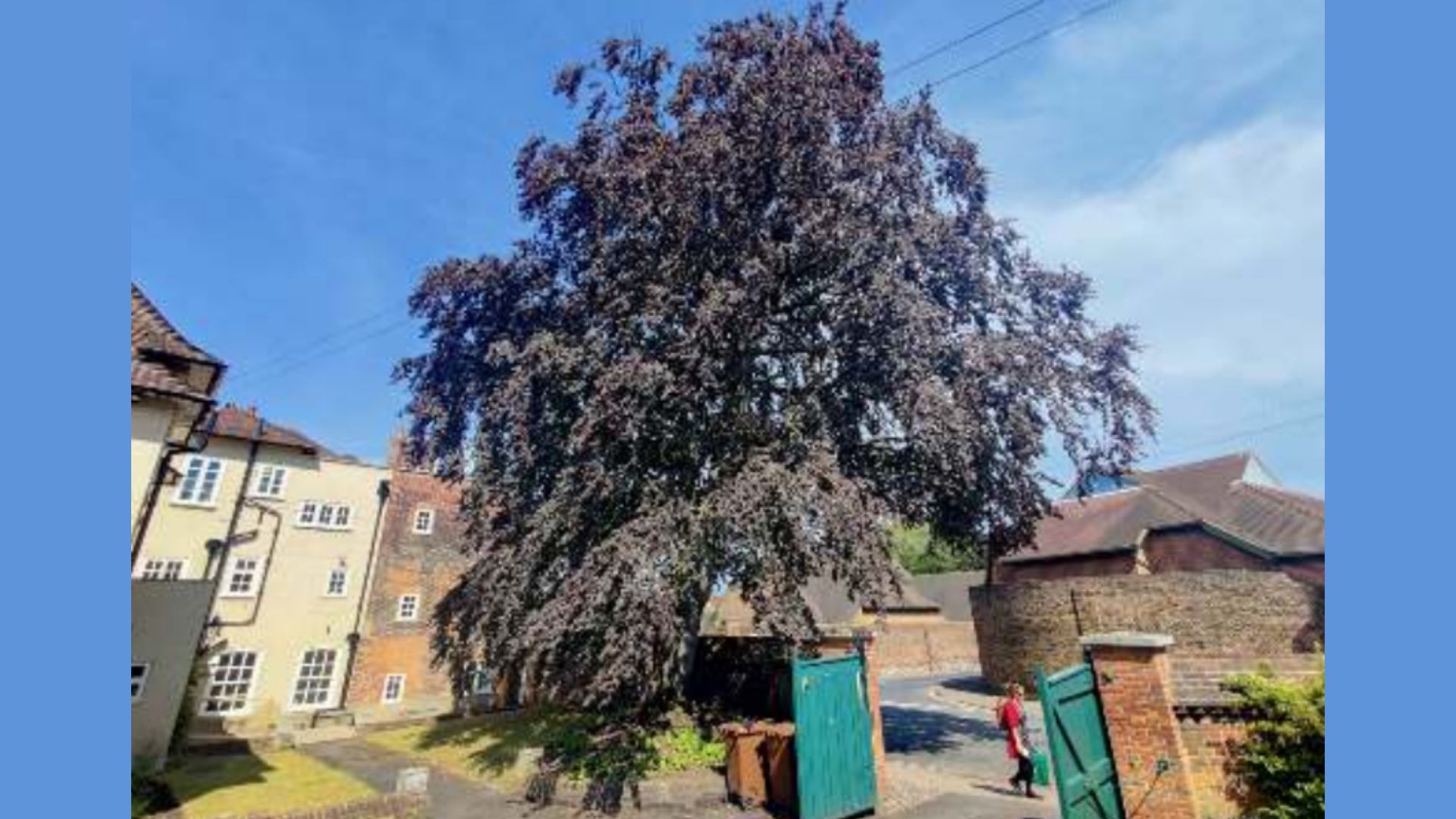 The copper beech tree at Bishopscourt