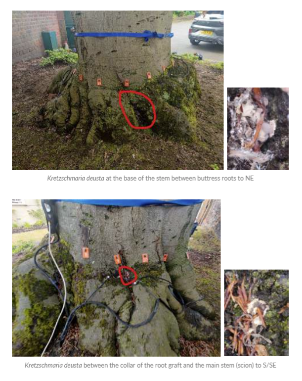 Two images showing instruments around the base of the tree