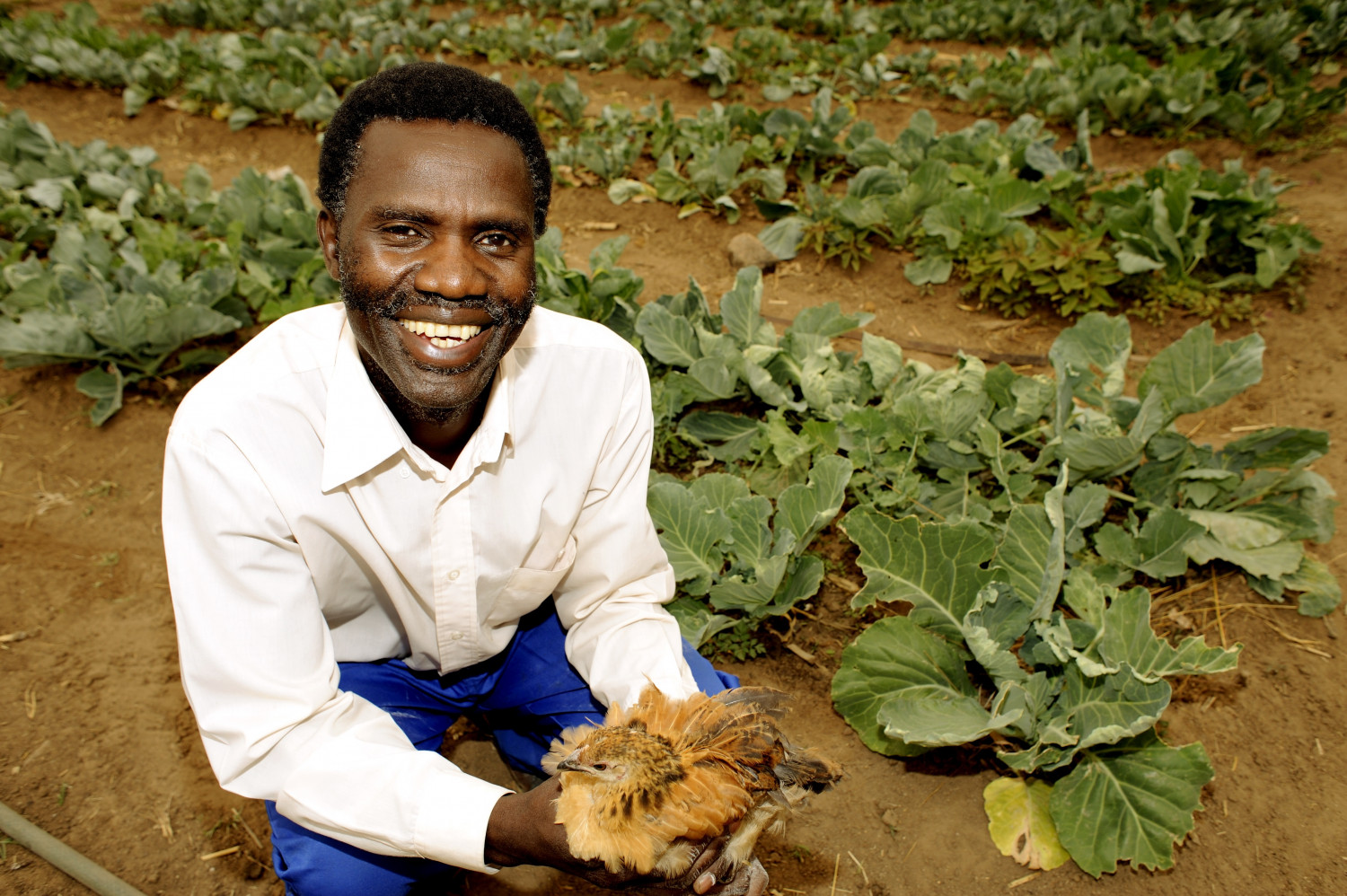 Zimbabwean farmer